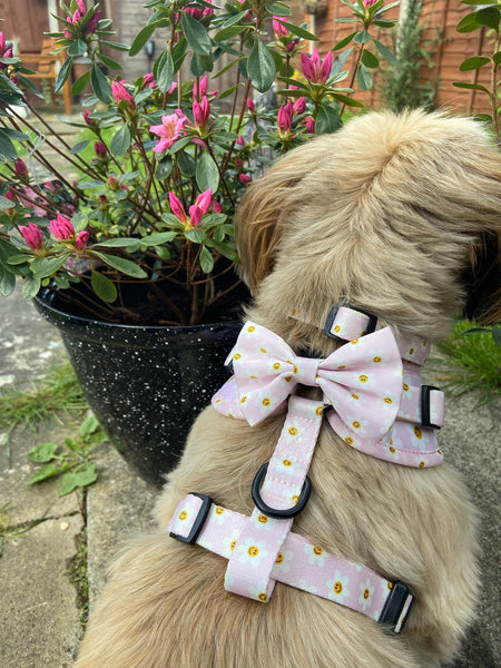 Bring you flowers Harness